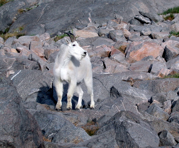 Mountain Goat